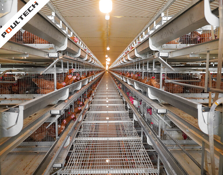 système de cages d'élevage automatisé avec éclairage et alimentation intégrés