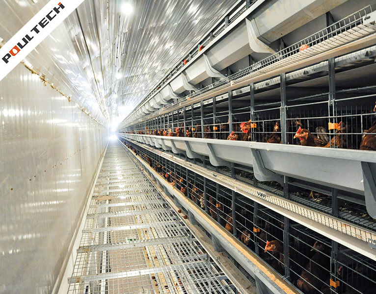 poulailler d'élevage moderne avec cage de ponte superposée