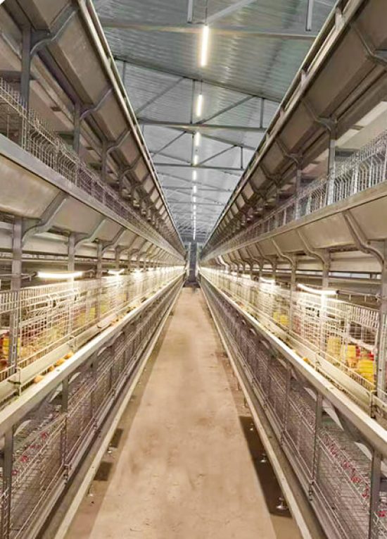 TechPro automated broiler cage system