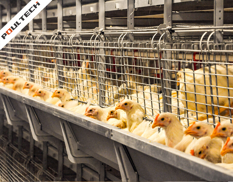Chicks feeding from V-shaped trough in pullet rearing cage system