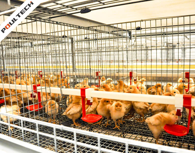 Day-old chicks drinking from red nipple drinker with drip cup in brooding cage