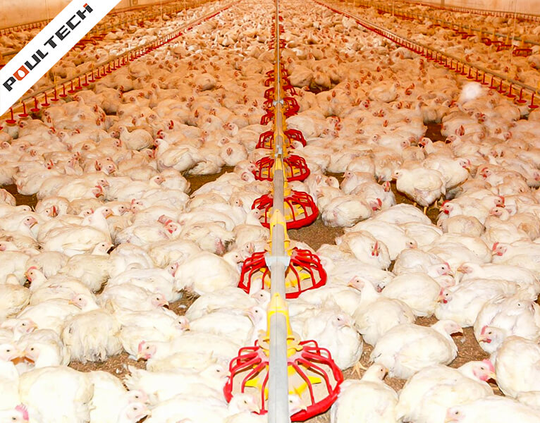Poulets de chair en bonne santé se nourrissant d'une mangeoire automatique rouge dans un système d'élevage en grange Poultech TechFloor.