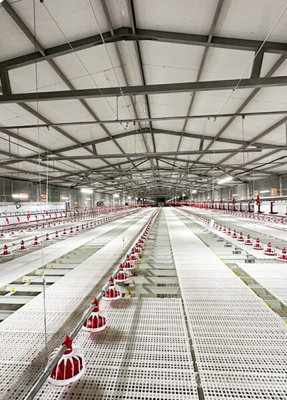 Sistema TechFloor para pollos de engorde con líneas automáticas de alimentación en bandeja y bebederos de tetina en un gallinero moderno