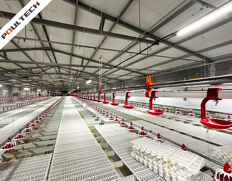 Poulailler au sol équipé du système d'alimentation et d'abreuvement automatisé TechFloor de Poultech' ;.