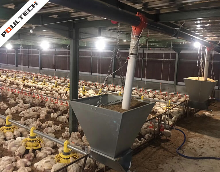 Système d'alimentation automatique TechFloor distribuant les aliments aux jeunes poulets de chair sur le sol