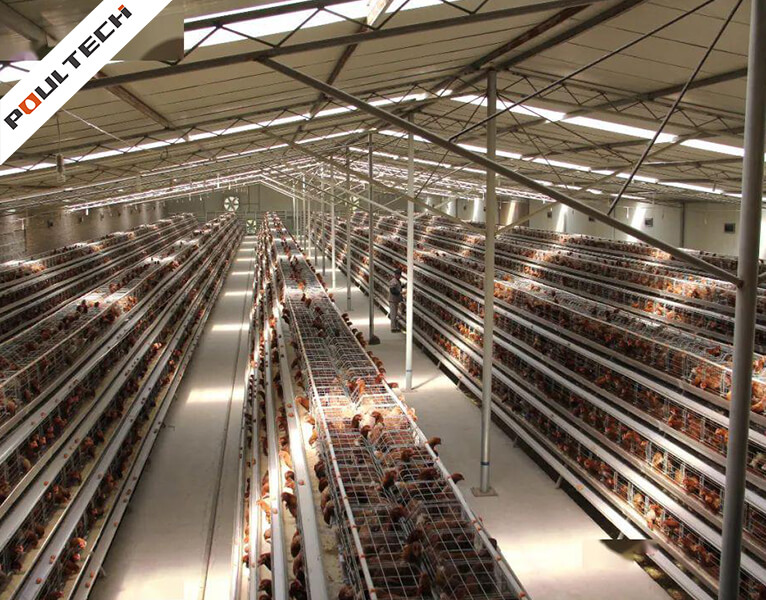 Système automatisé d'élevage de poules pondeuses TechEasy dans un grand poulailler