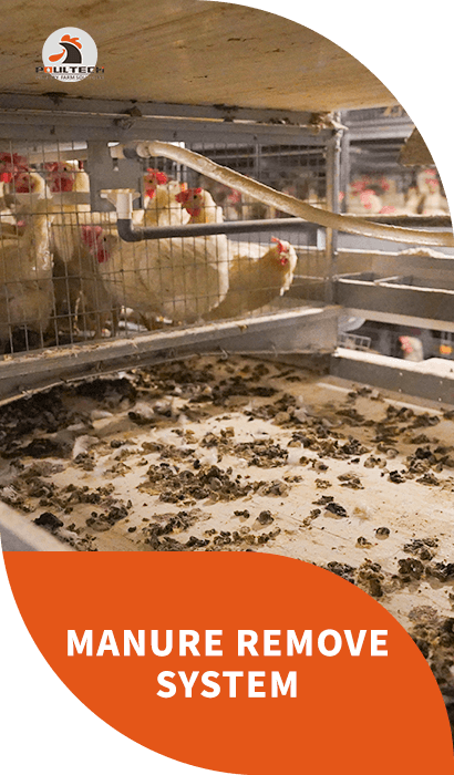 manure removal system with polypropylene belt and drying solution