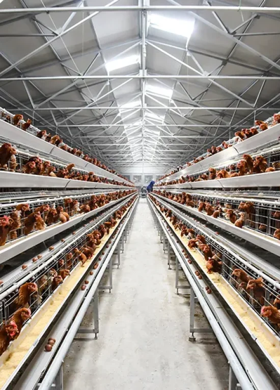 TechEasy layer farming system
