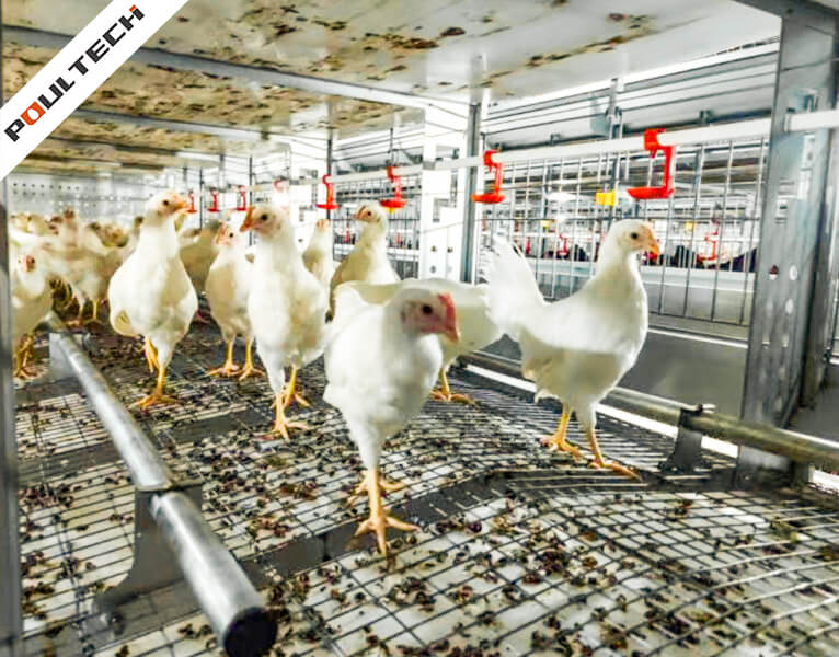 Poulets reproducteurs à accouplement naturel dans le système de sol TechPro