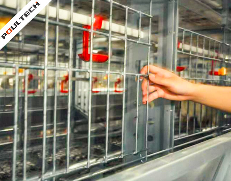 système d'abreuvement par tétine dans la cage d'élevage pour un accouplement naturel