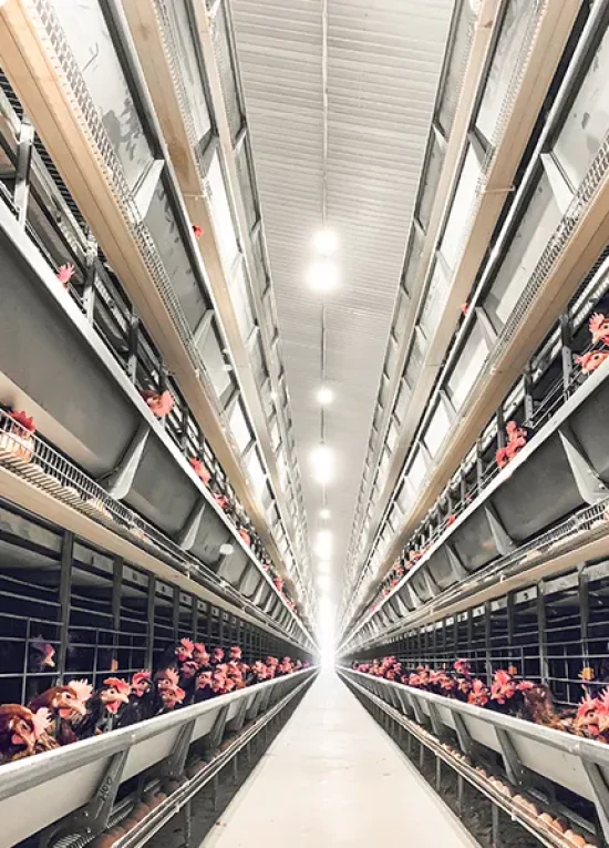 H-type layer chicken cage system