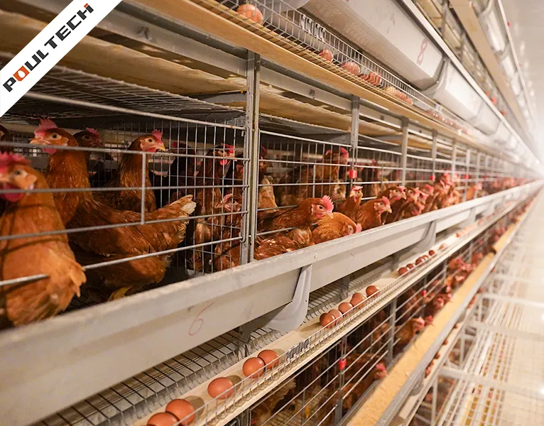 automatic layer cage with V-shape feed trough