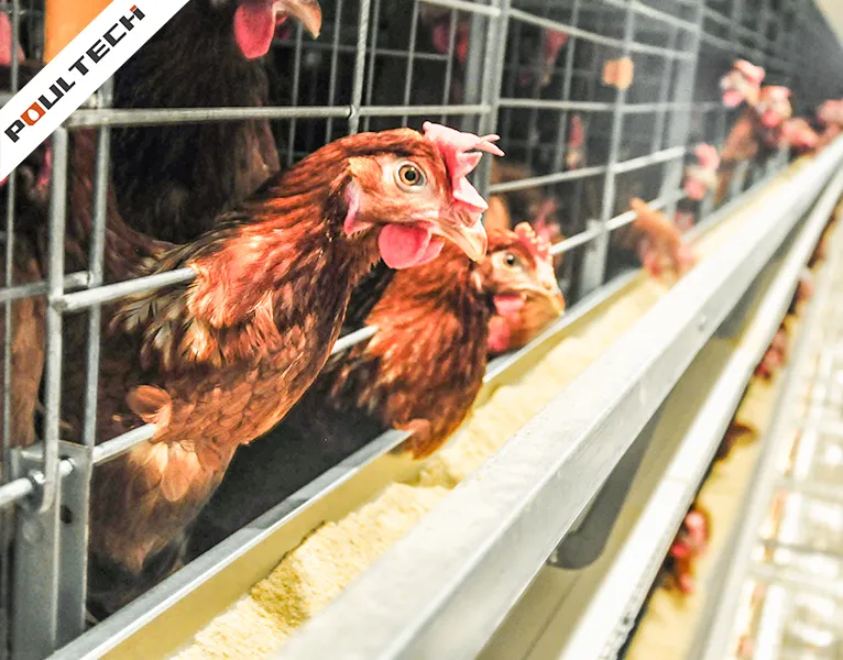 chicken layer farming equipment