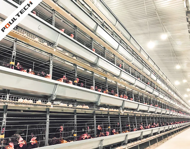 H-type layer chicken cage system with full automation