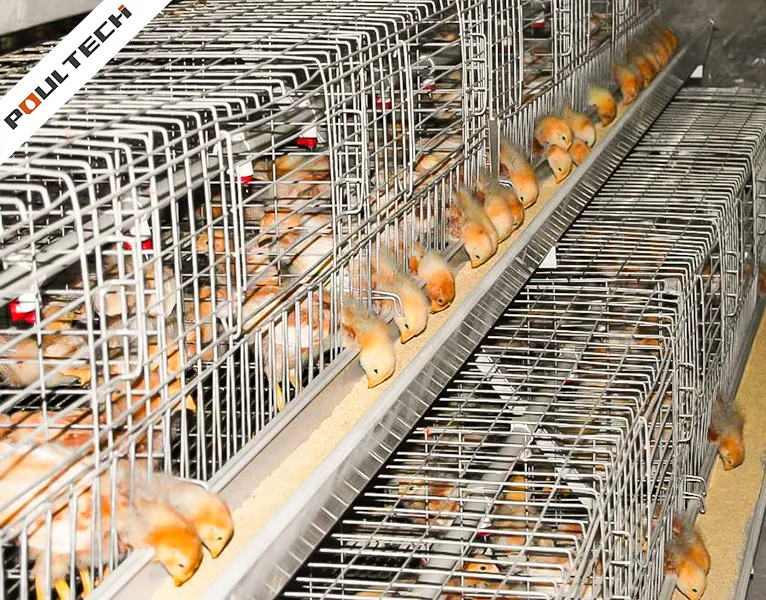 pullet cage feeding trough with chicks eating