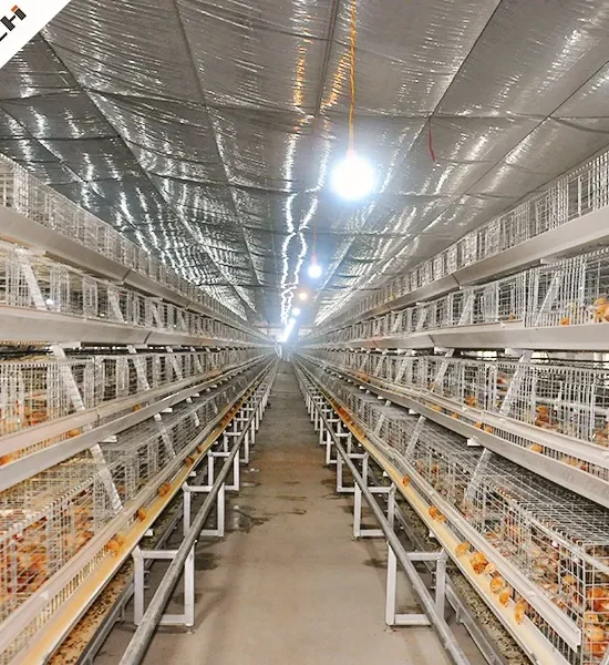 A-type pullet cage system with full automation