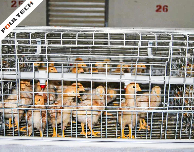 day-old pullets in stair-step A type cage system