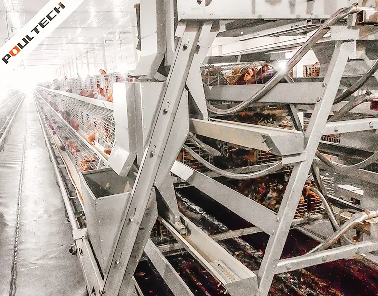 automatic feed cart for pullet cage line