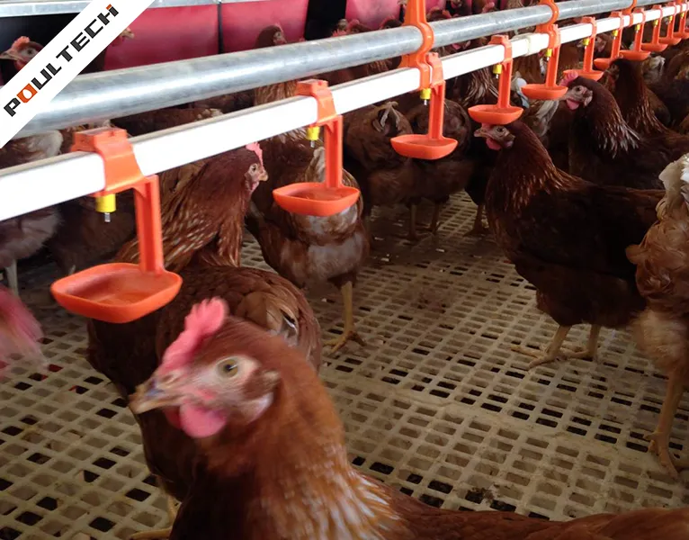 Poules reproductrices au sol s'abreuvant dans un système de conduites d'eau à tétines