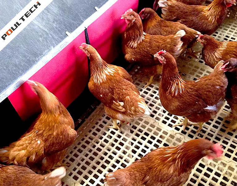 Poule reproductrice élevée au sol près d'un nichoir sur un sol en caillebotis plastique antidérapant
