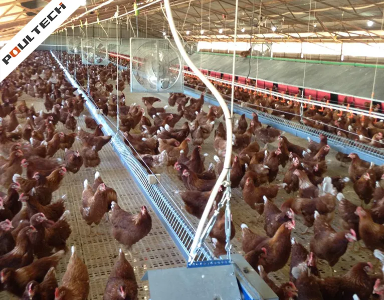 Système complet d'élevage au sol pour les poulets de souche avec alimentation et nidification automatiques