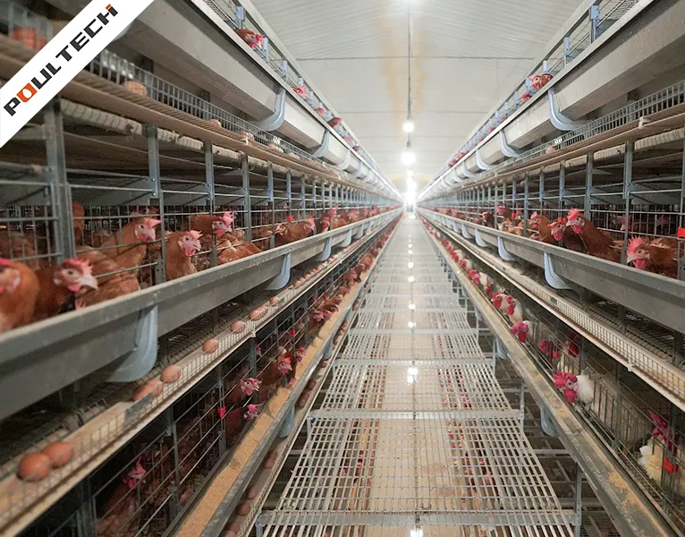 système de cages d'élevage à 3 niveaux peu encombrant pour la production d'œufs de volaille