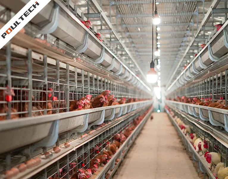 Vue rapprochée de poules pondeuses reproductrices s'alimentant dans un système de cages empilées