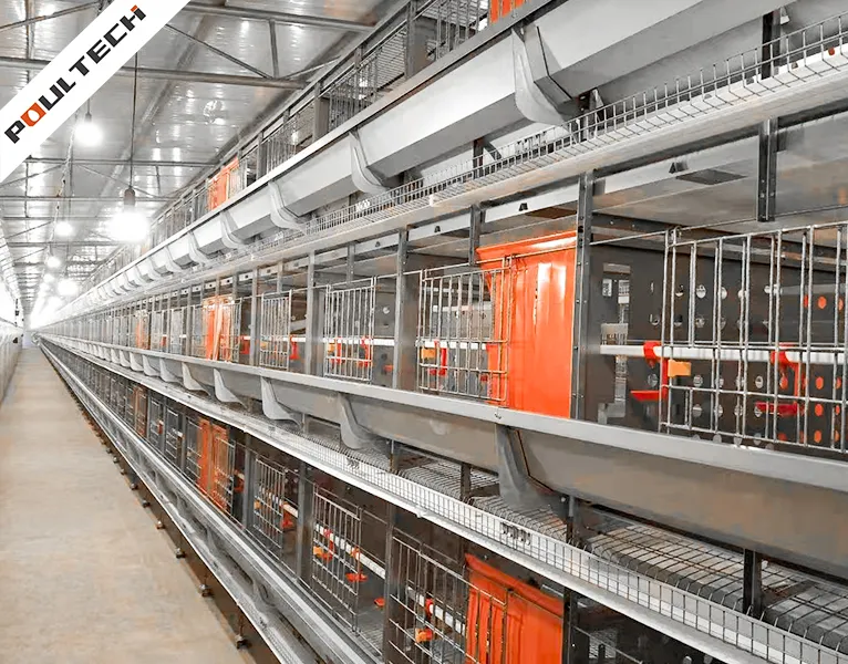 cage d'élevage pour accouplement naturel avec lignes d'alimentation et d'abreuvement automatisées