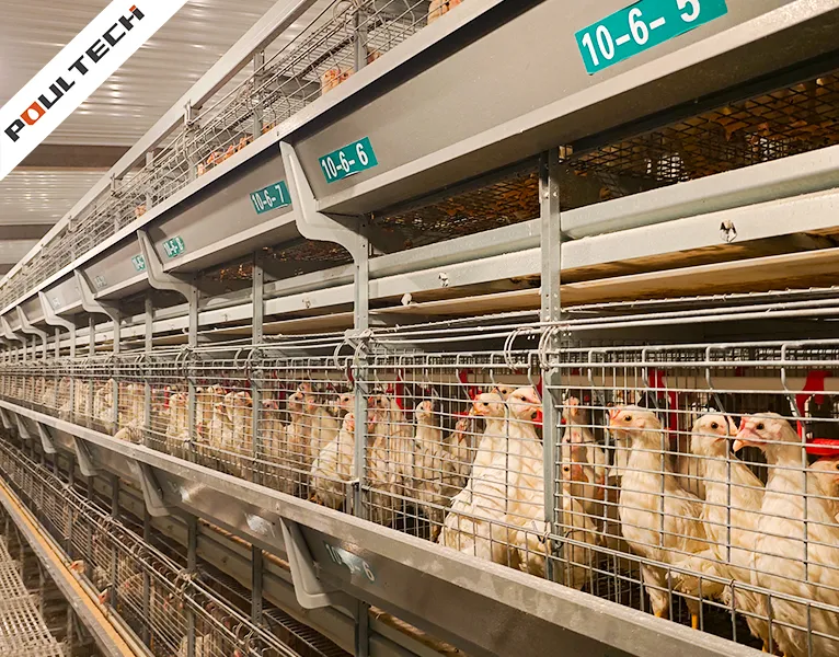 Growing pullets in multi-tier rearing cage system under controlled environment