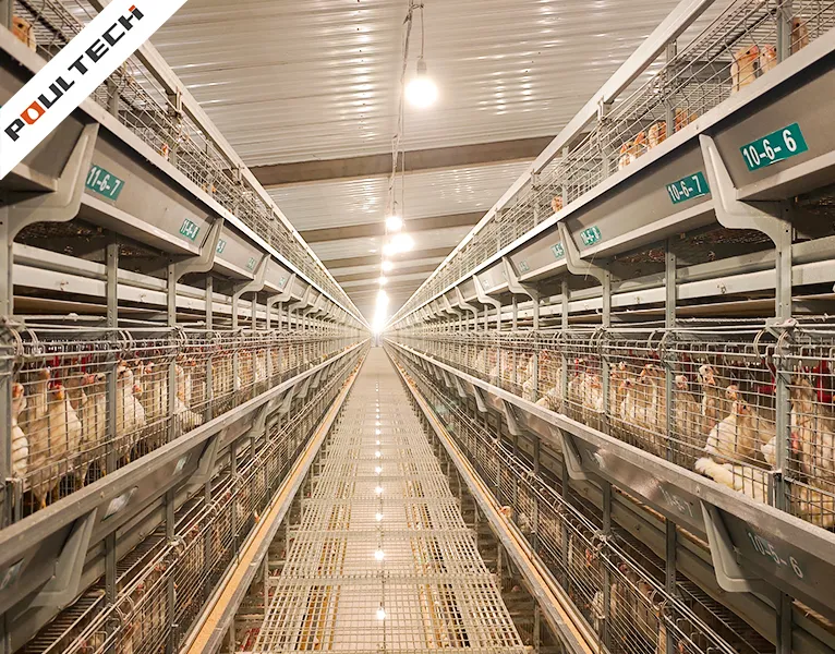 H-type pullet rearing cage system in poultry house with ventilation and lighting