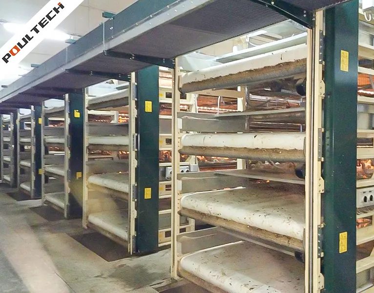 Cage à poulets de chair automatique pour la production d'œufs avec tapis d'alimentation