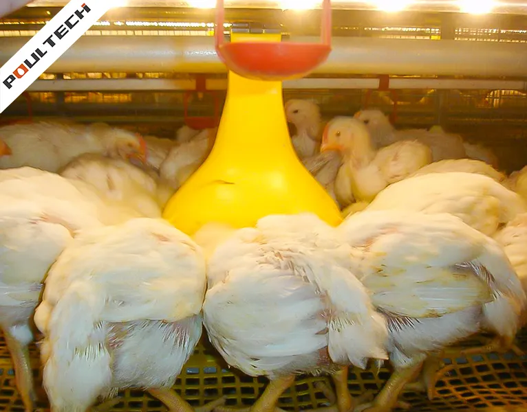 Gros plan sur des poulets de chair blancs et en bonne santé qui se nourrissent dans un distributeur automatique à l'intérieur d'une cage d'élevage vertical TechPro.
