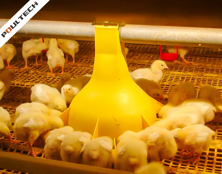 Système d'élevage de poulets de chair TechPro (8)