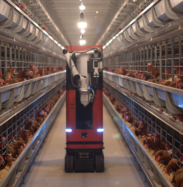 Chicken-catching-robot