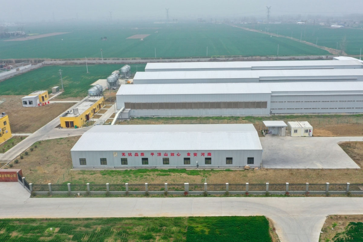 Egg-laying chicken farm