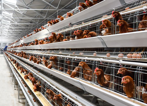A-Type-Tiered-Chicken-Cage