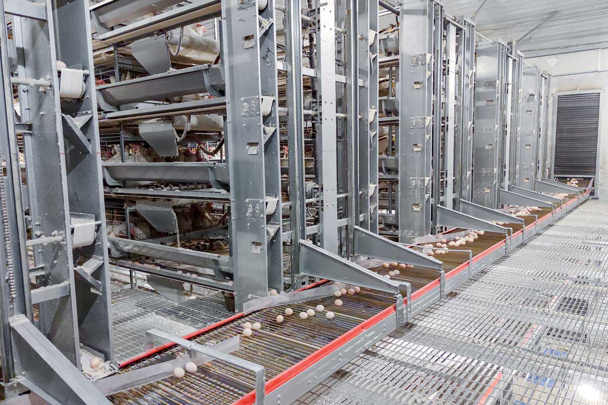 Automatic chicken raising equipment