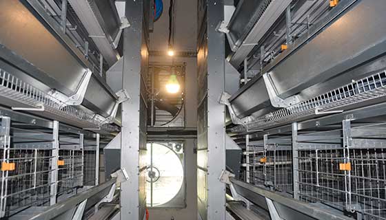 Automatic feeding system