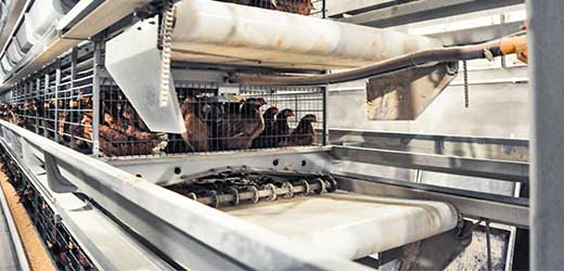 Automatic manure removal system