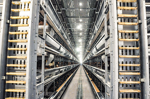Fully automatic egg collection system