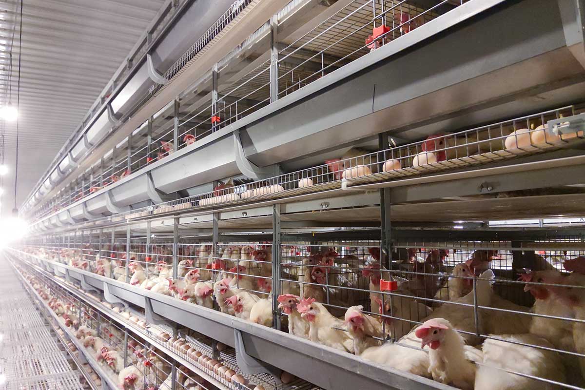 layer cage system