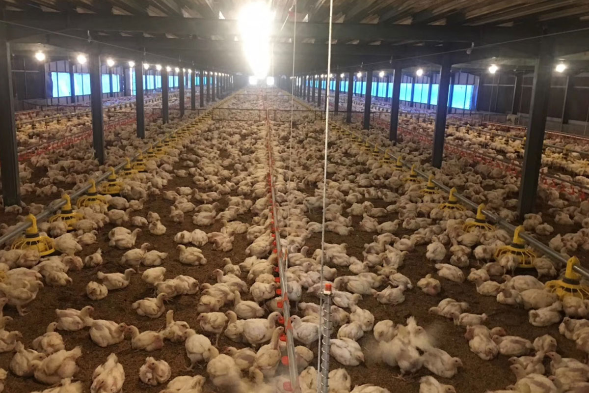 Broiler-chicken-farming