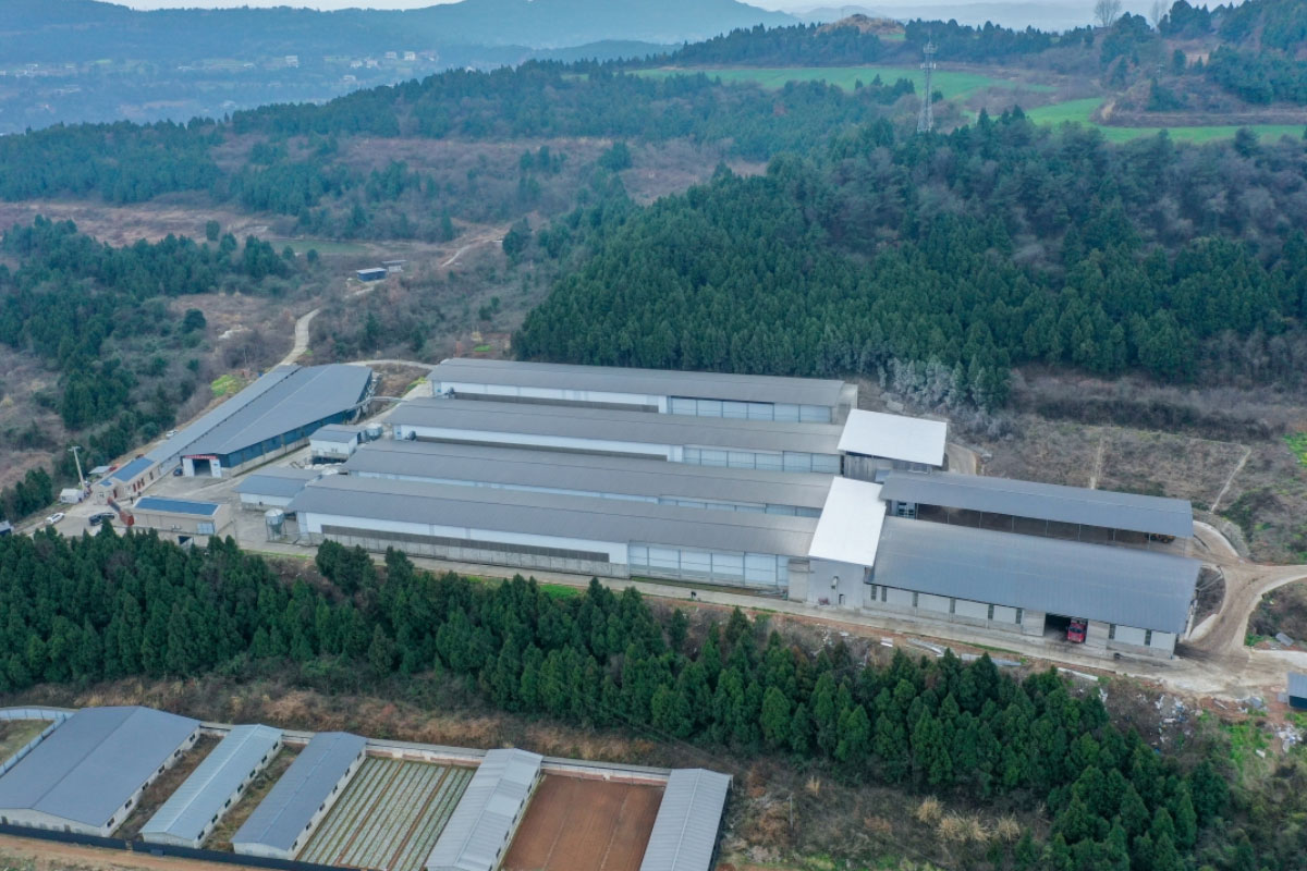 Modern-egg-laying-chicken-farm