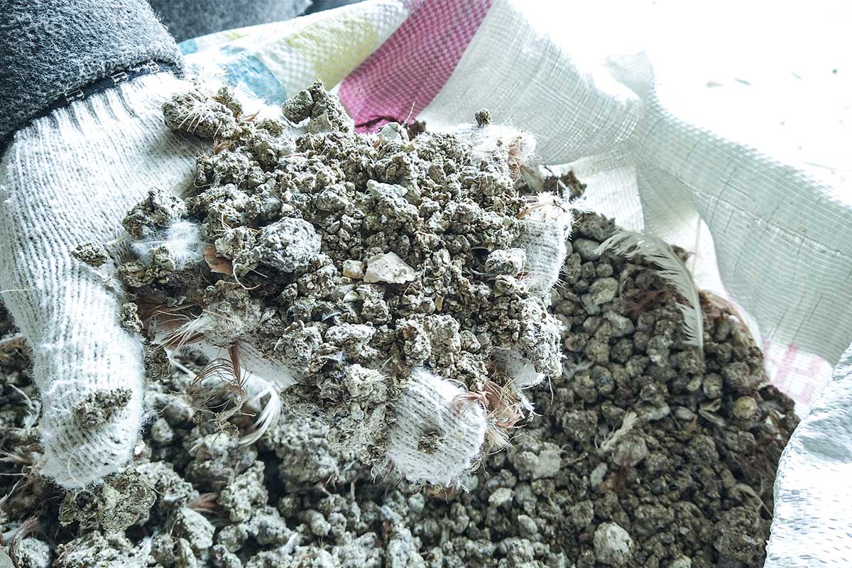 dried-chicken-manure
