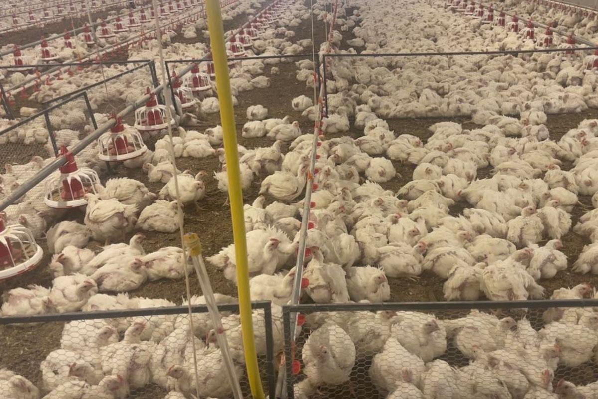 Advantages of floor-raising systems for broiler chickens