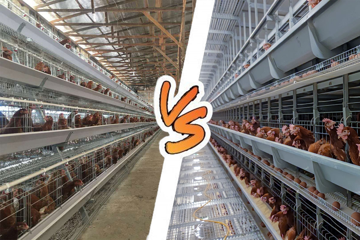 Cage-equipment-for-laying-hens