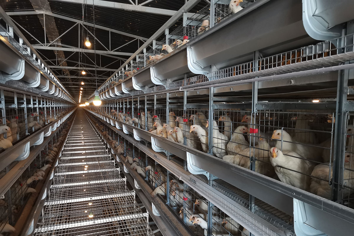Cage equipment for laying hens