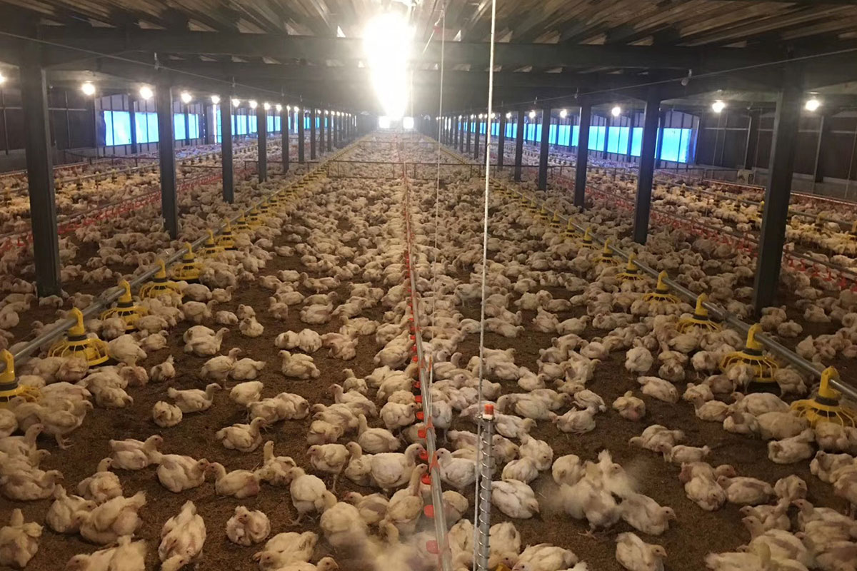 Enclosed broiler house