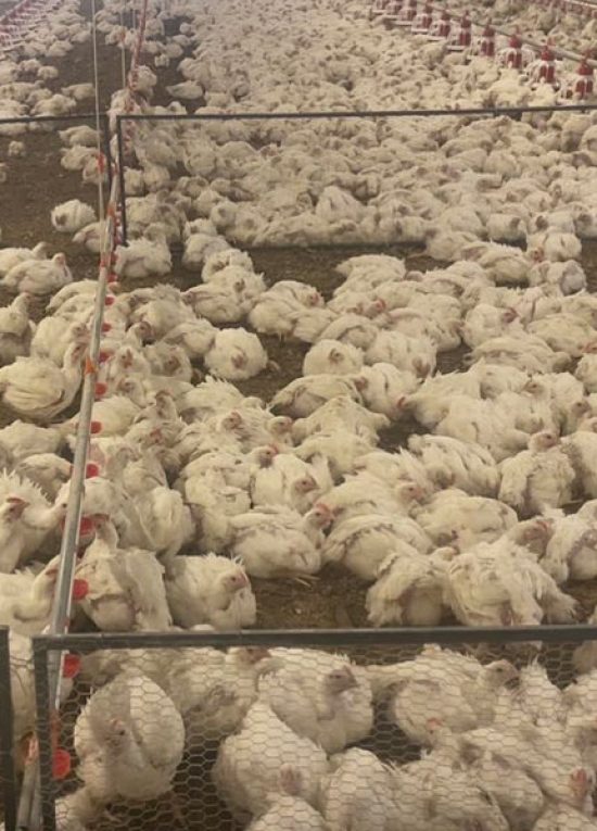 Broiler chicken farming