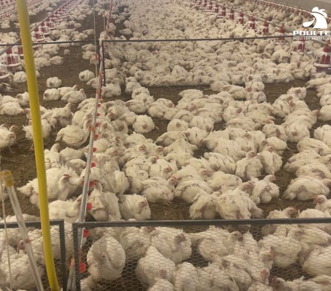Broiler chicken farming